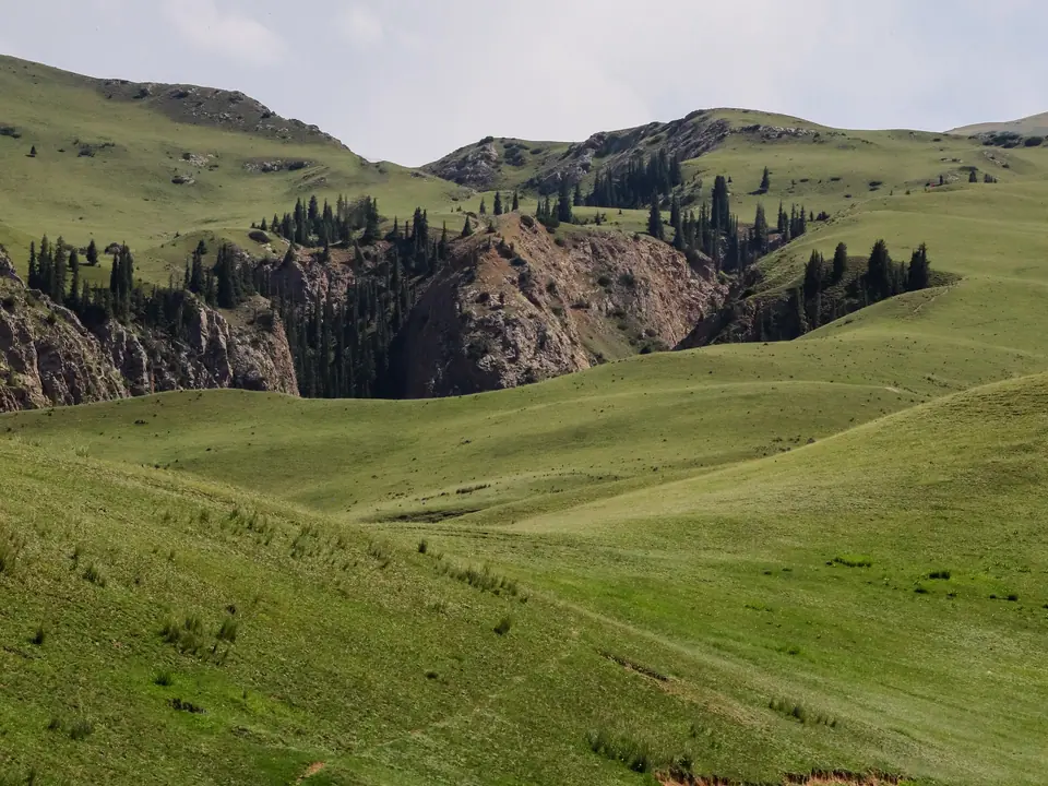 Rocky canyon bordered of fir trees in the middle of the green pasture