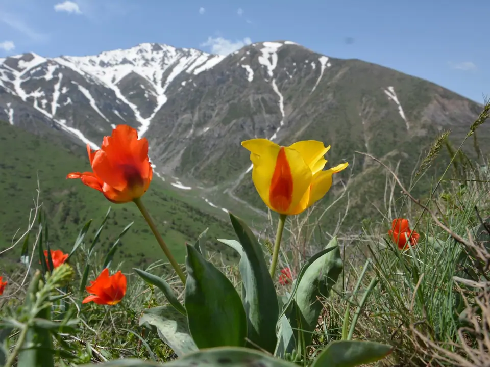 Aksu-Zhabagly State Nature Reserve