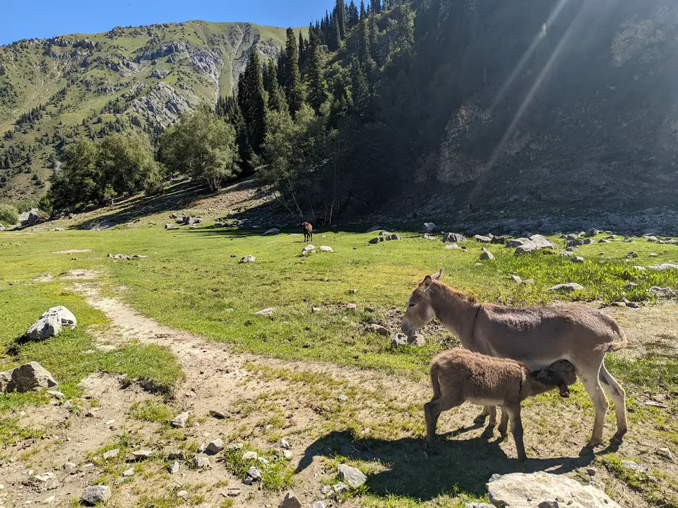 The donkey and its foal in Kara-Suu gorge