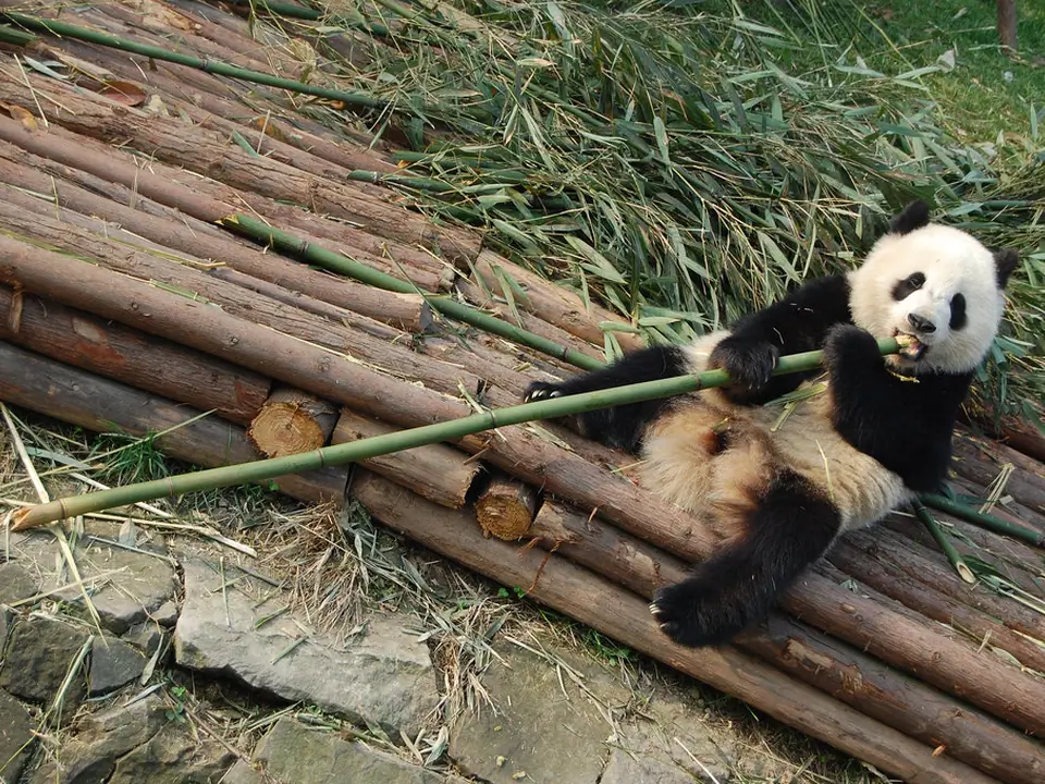 Panda in Chengdu