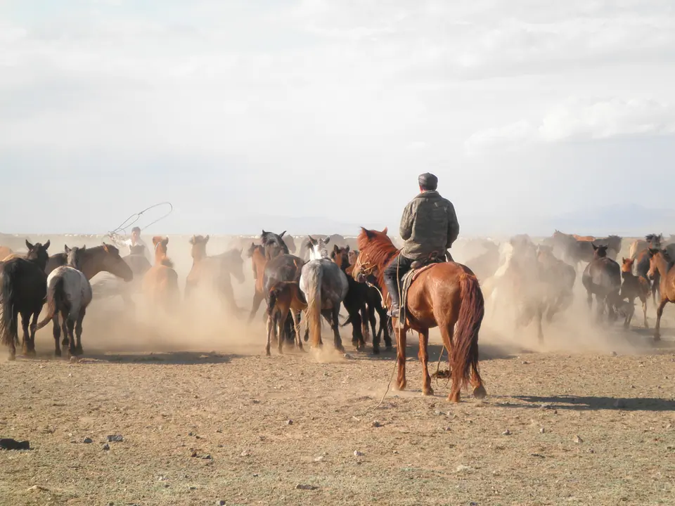 Horses, Ulaangom