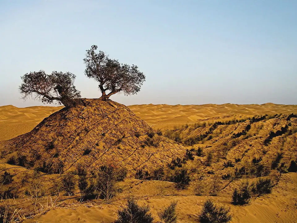 Surviving old tree