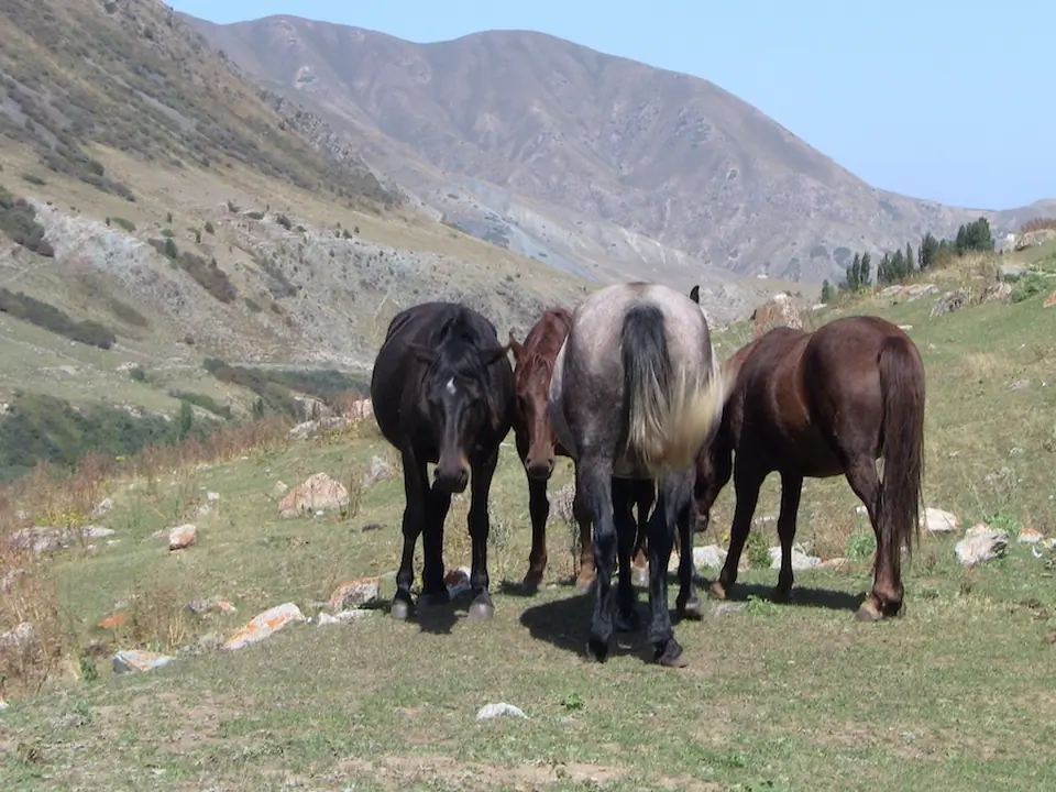 Issyk-Ata