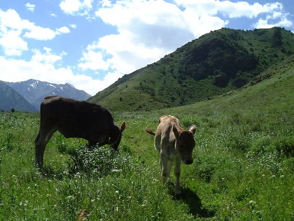 Kegety cow