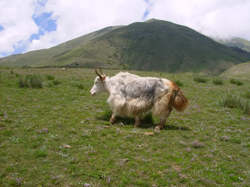 Yak in Kunguey Alatoo