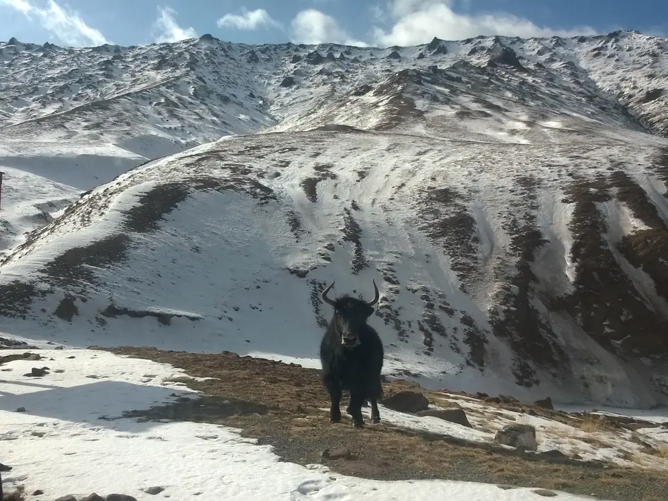 Yak at Kyzyl Art pass on the M41