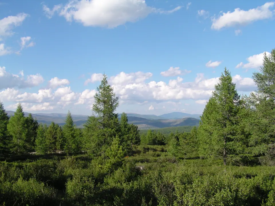 Terelj Forest National park