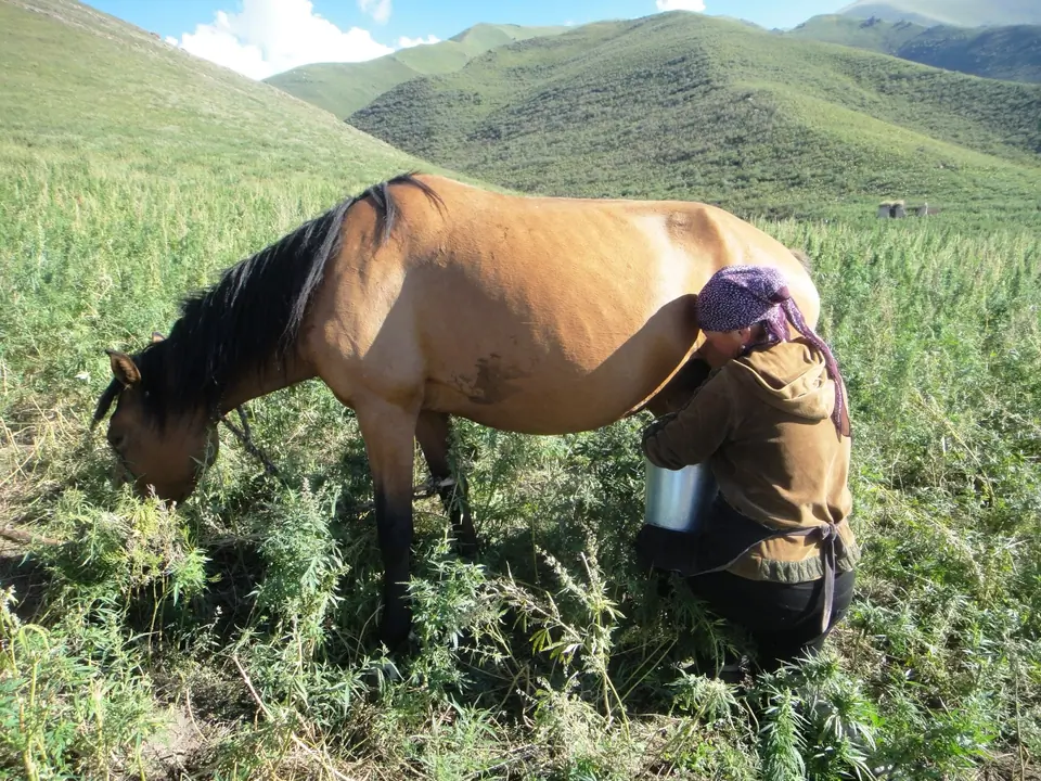 Ozgorush hemp horse milk