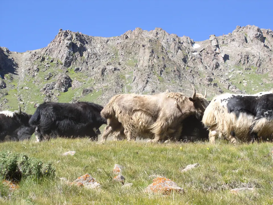 Yaks