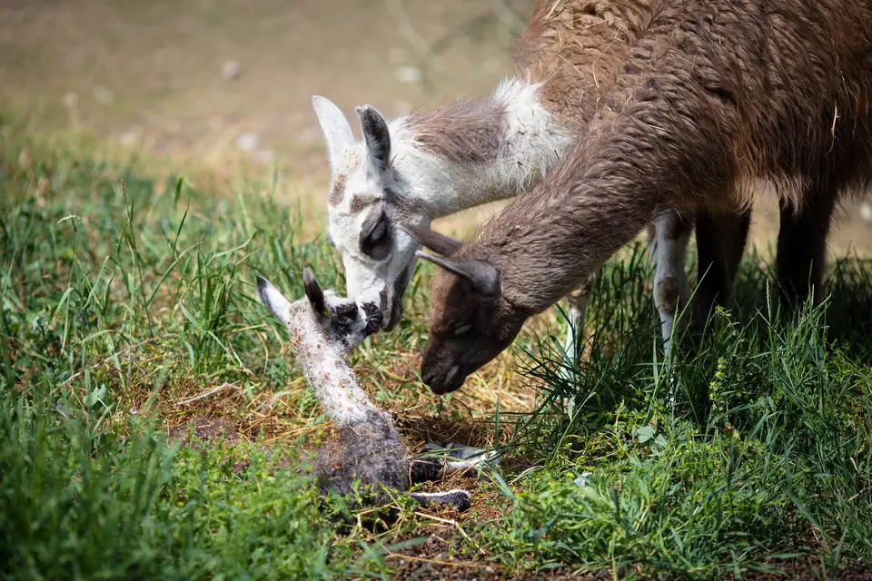 The zoo is managed by the Bugu-Enye Public Foundation