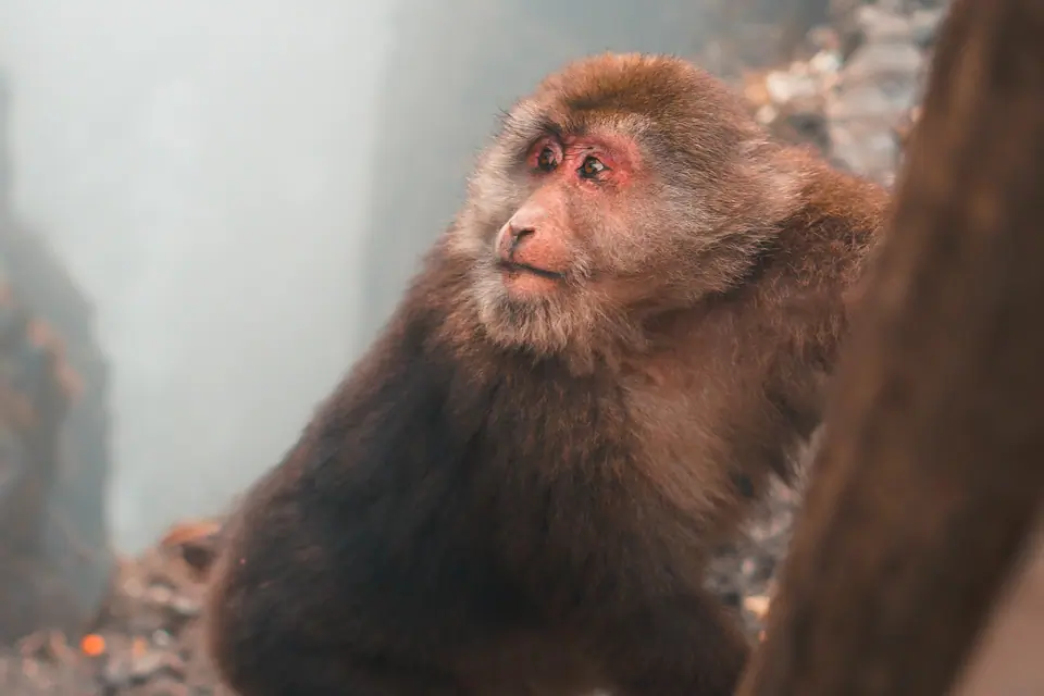 Mount Emei, Emeishan, Leshan, China