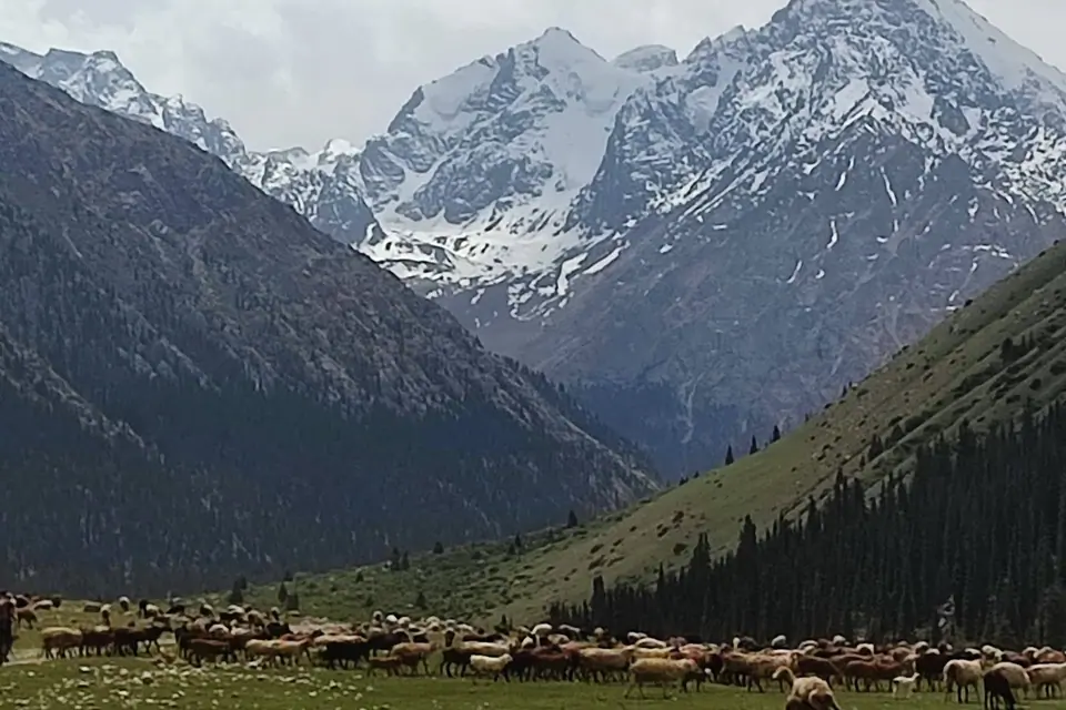 Introducing Peak Ittish, an awe-inspiring mountain peak that stands proudly at an altitude of 4808 meters in the breathtaking Kyrgyz landscape. Translating to "head of dog" in the local language, this snowy summit offers an unforgettable mountaineering experience like no other.