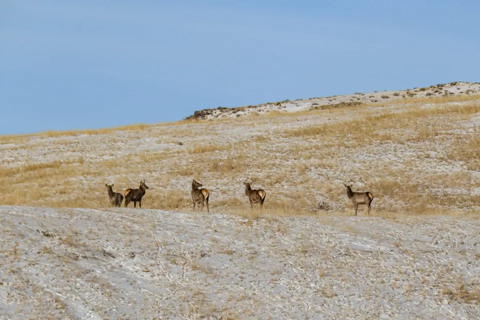 Red deer female 