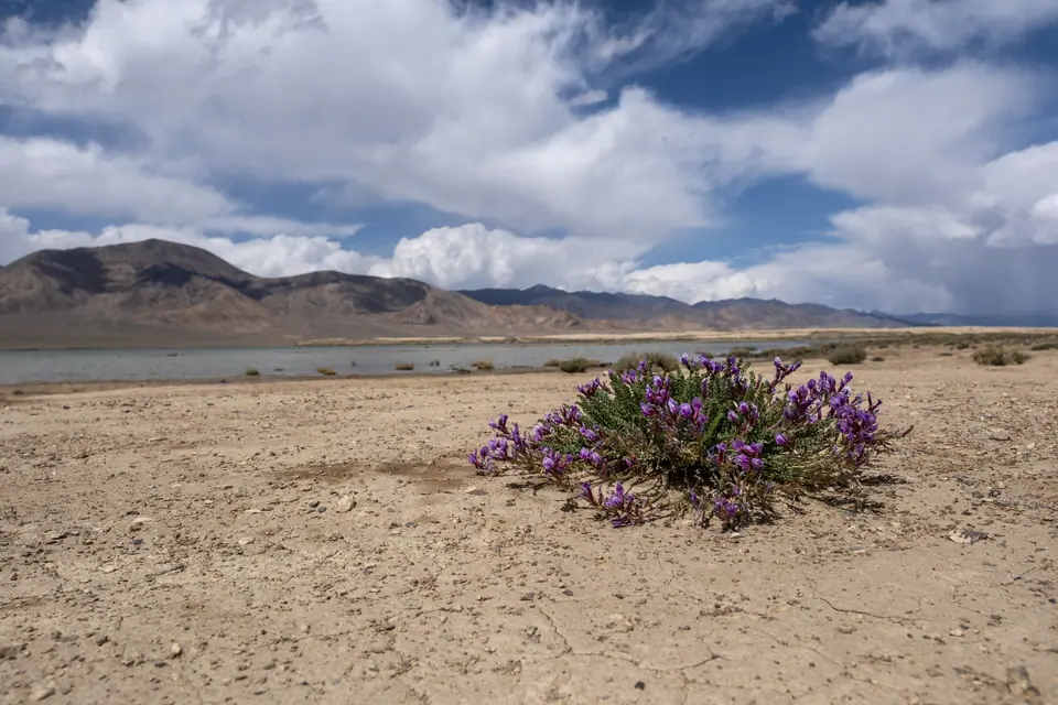 Flowers on the shore of the Shorkul lake near the Rangkul village in high Eastern Pamir in Tajikistan