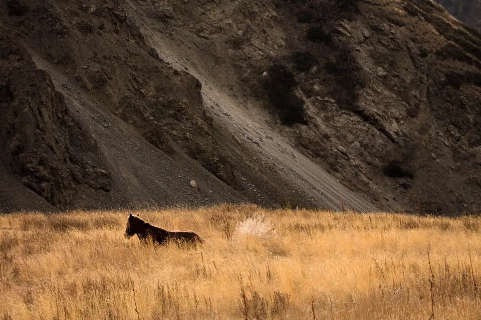 Naryn reserve