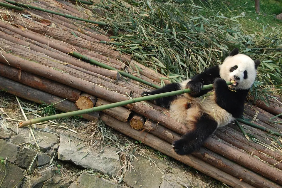 Panda in Chengdu