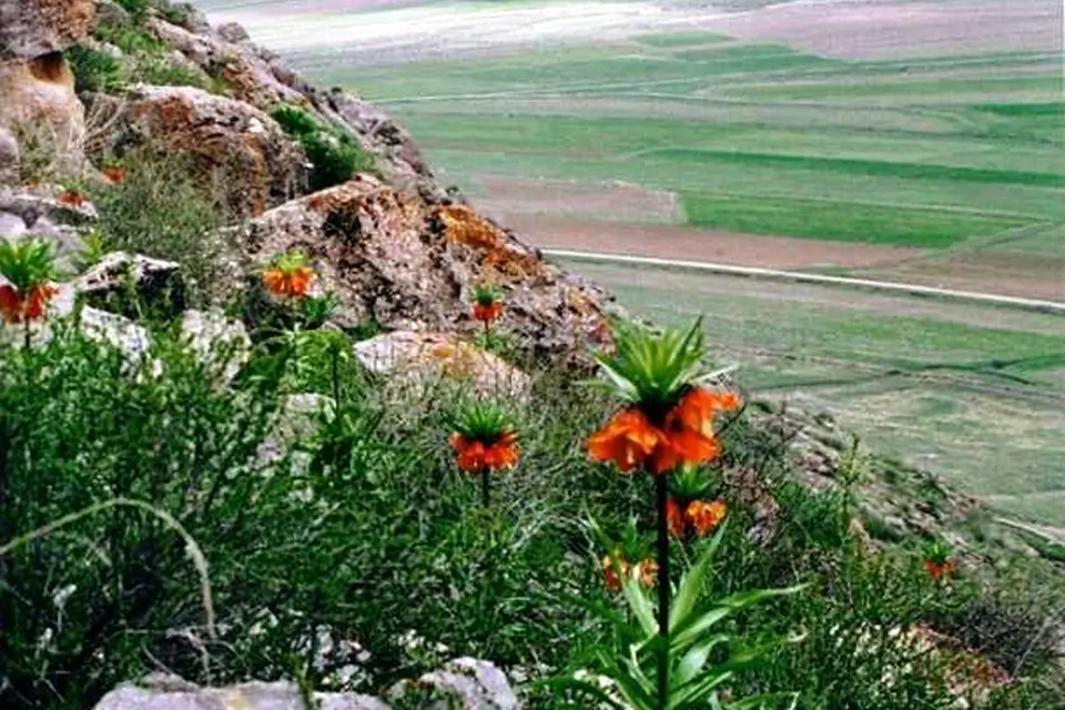 Aigul flower
