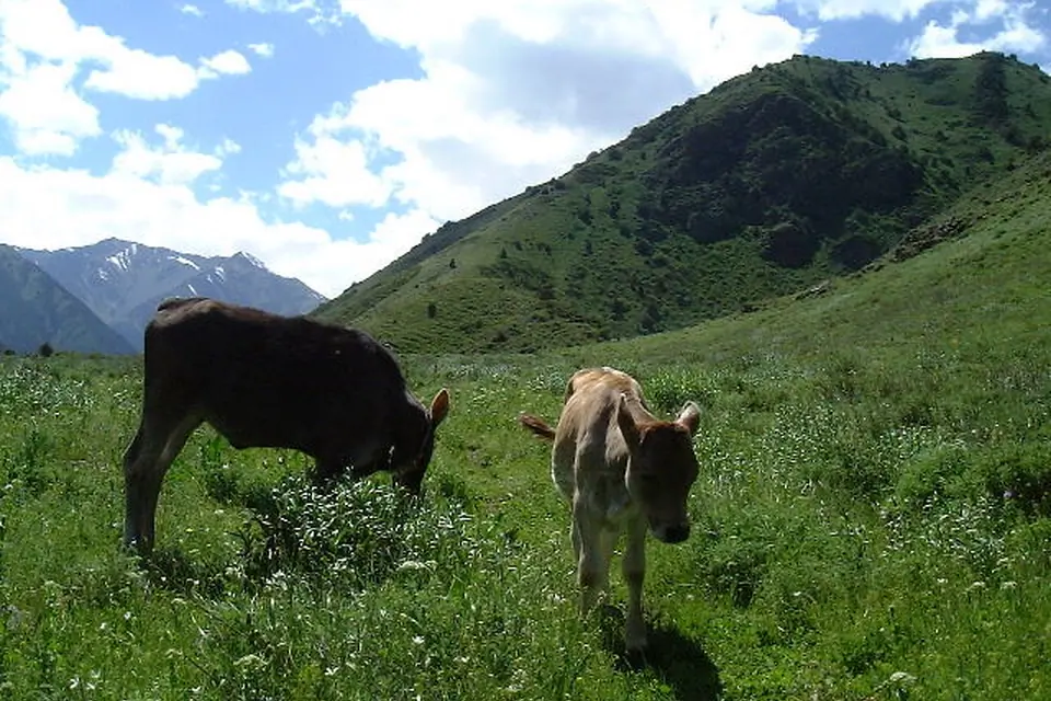 Kegety cow