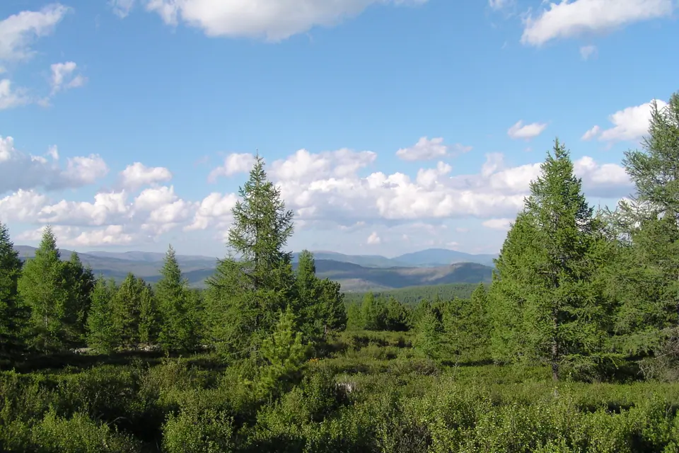 Terelj Forest National park
