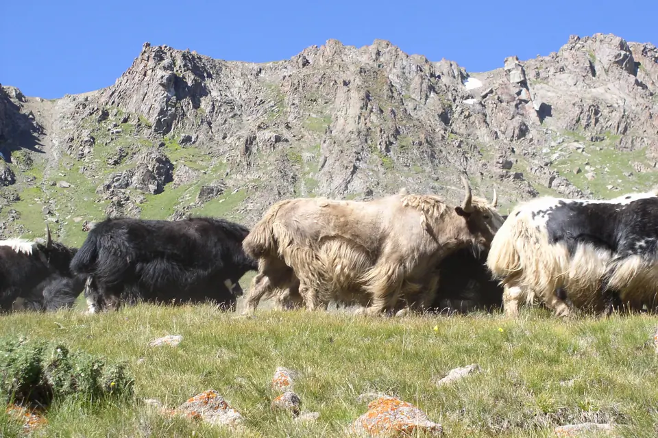 Yaks