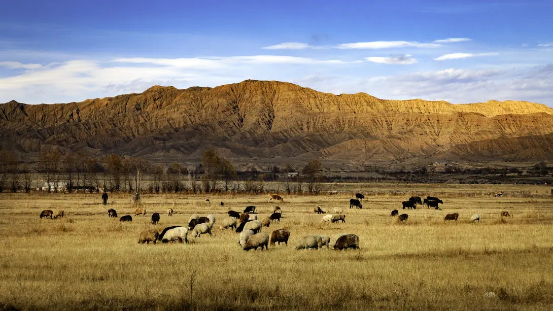 Cattle near Kochkor village