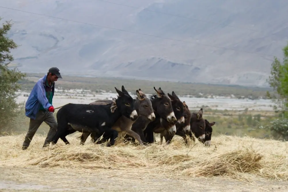 A pamiri farmer working his field