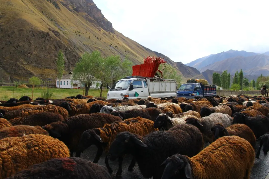Sheep cattle