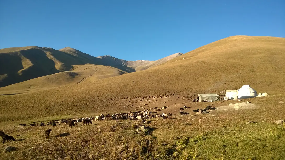 Yurt camp at jailoo Chong Suu, with horses, pasture of Kyzyl Oy village, 