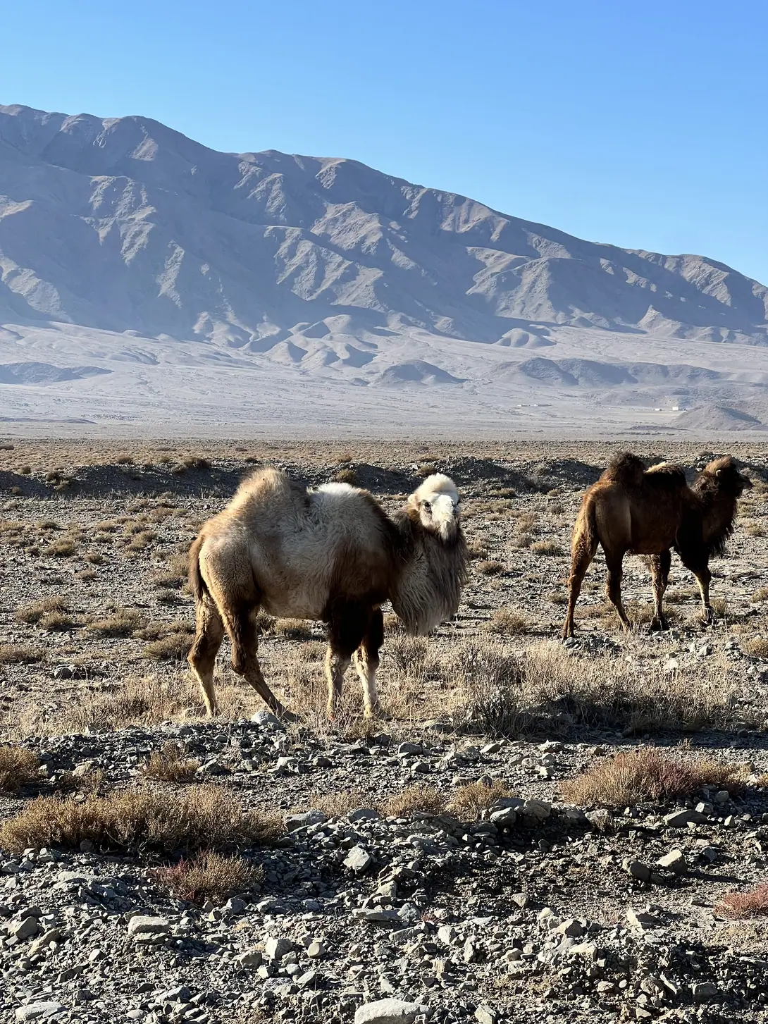 Camels Ortotokoy