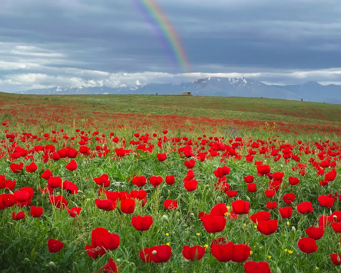 Poppies field near Tashkent, Uzbekistan