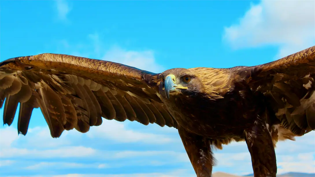 Eagle in Mongolia