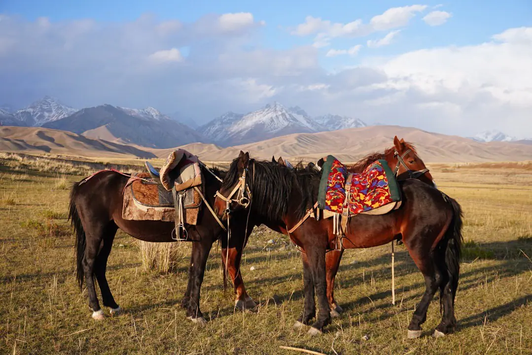 Horses tied "Kyrgyz way"