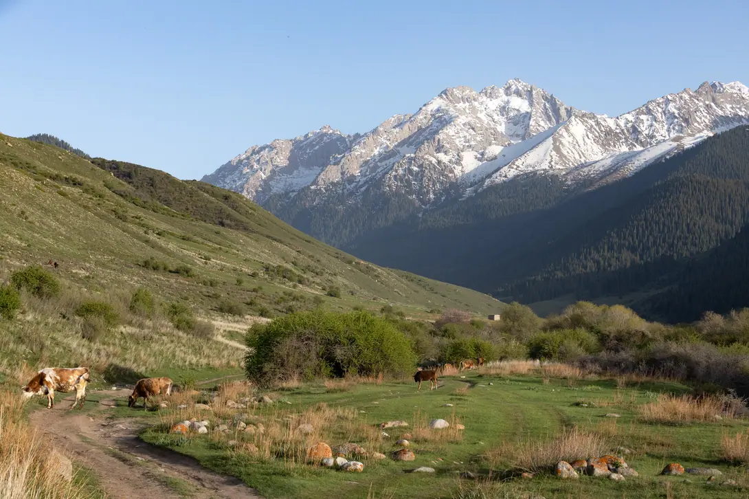 Cows in the pasture and mountains in Chong Kyzyl Suu