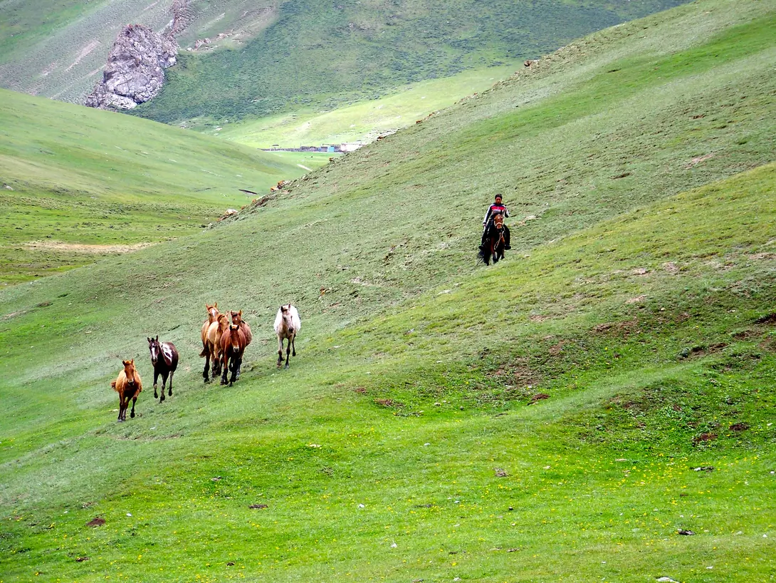 Horses with shepherd.jpg