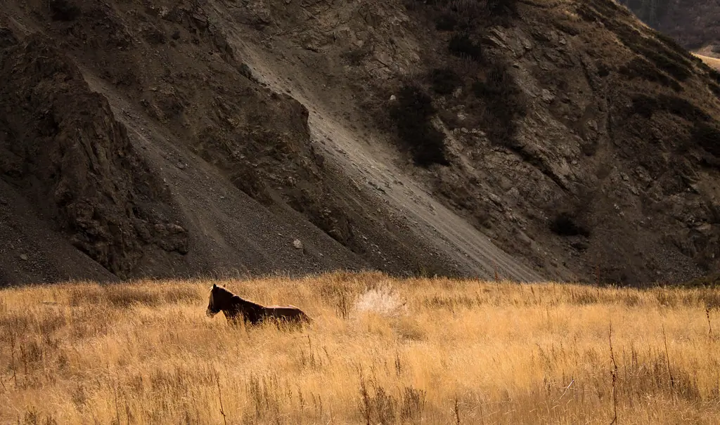 Naryn reserve
