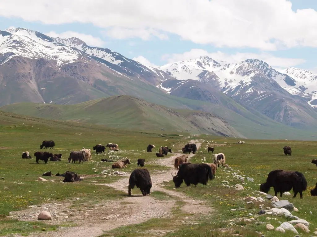 Yack cattle on the high plateau of Ak-Say