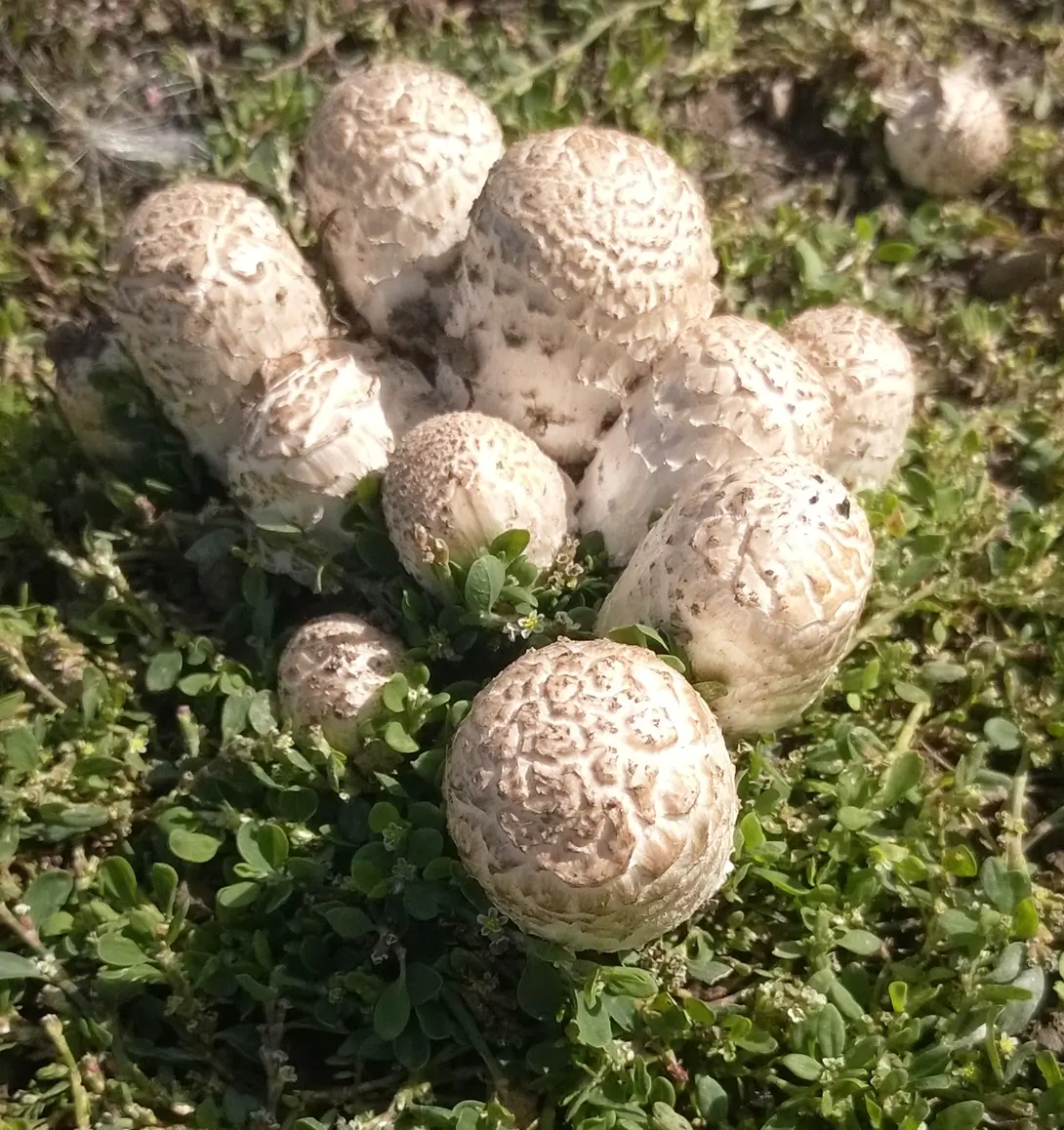 coperin chevelu coprinus comatus.jpg