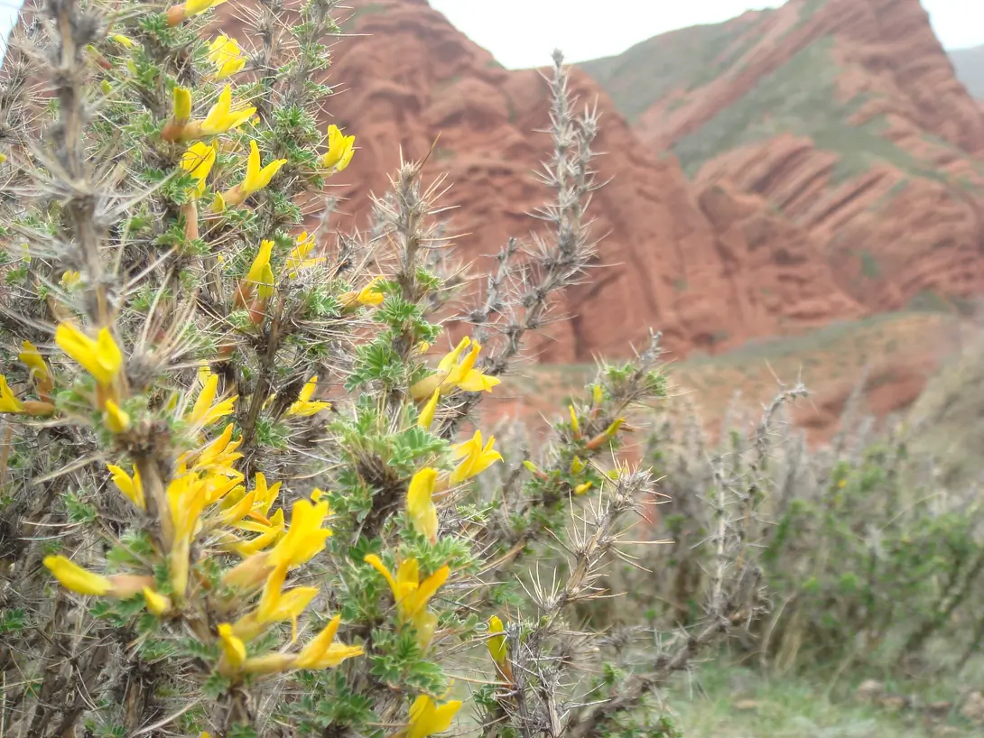 flowers of kyrgyzstan.jpg