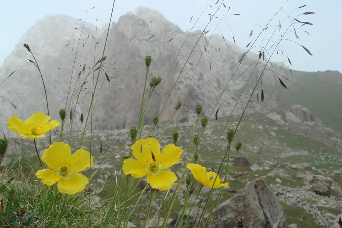 poppies of kyrgyzstan.jpg