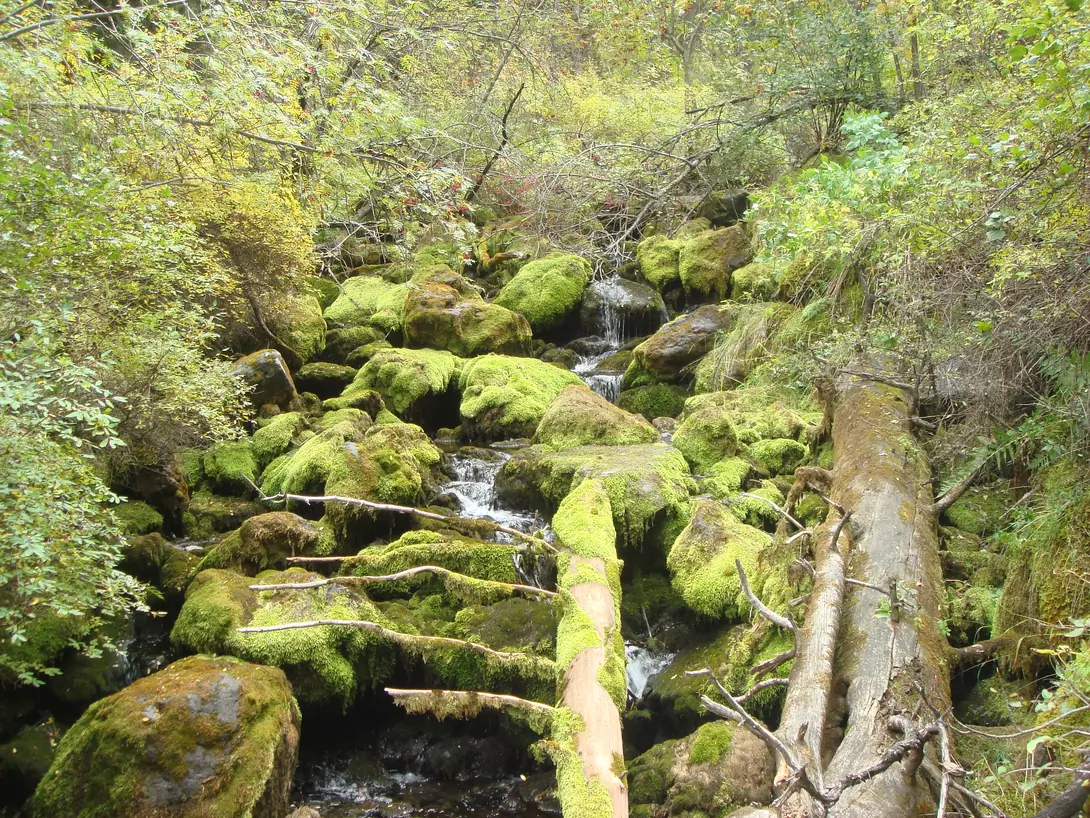 rain_forest_of_kyrgyzstan.jpg