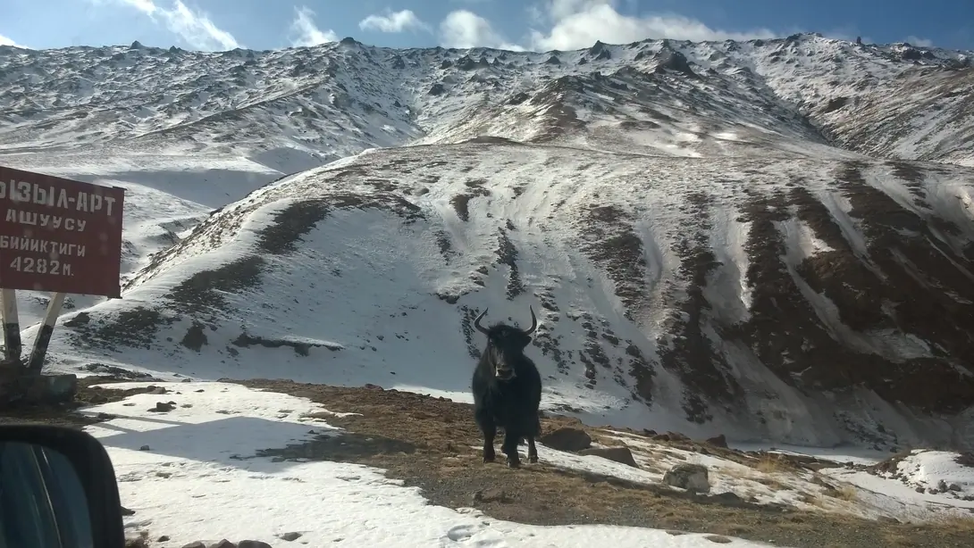 Yak at Kyzyl Art pass on the M41